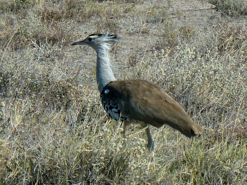 outarde Etosha FP.jpg - Outarde à Etosha